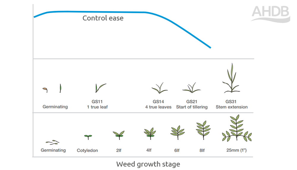 An illustration to show that larger weeds are often tougher to kill